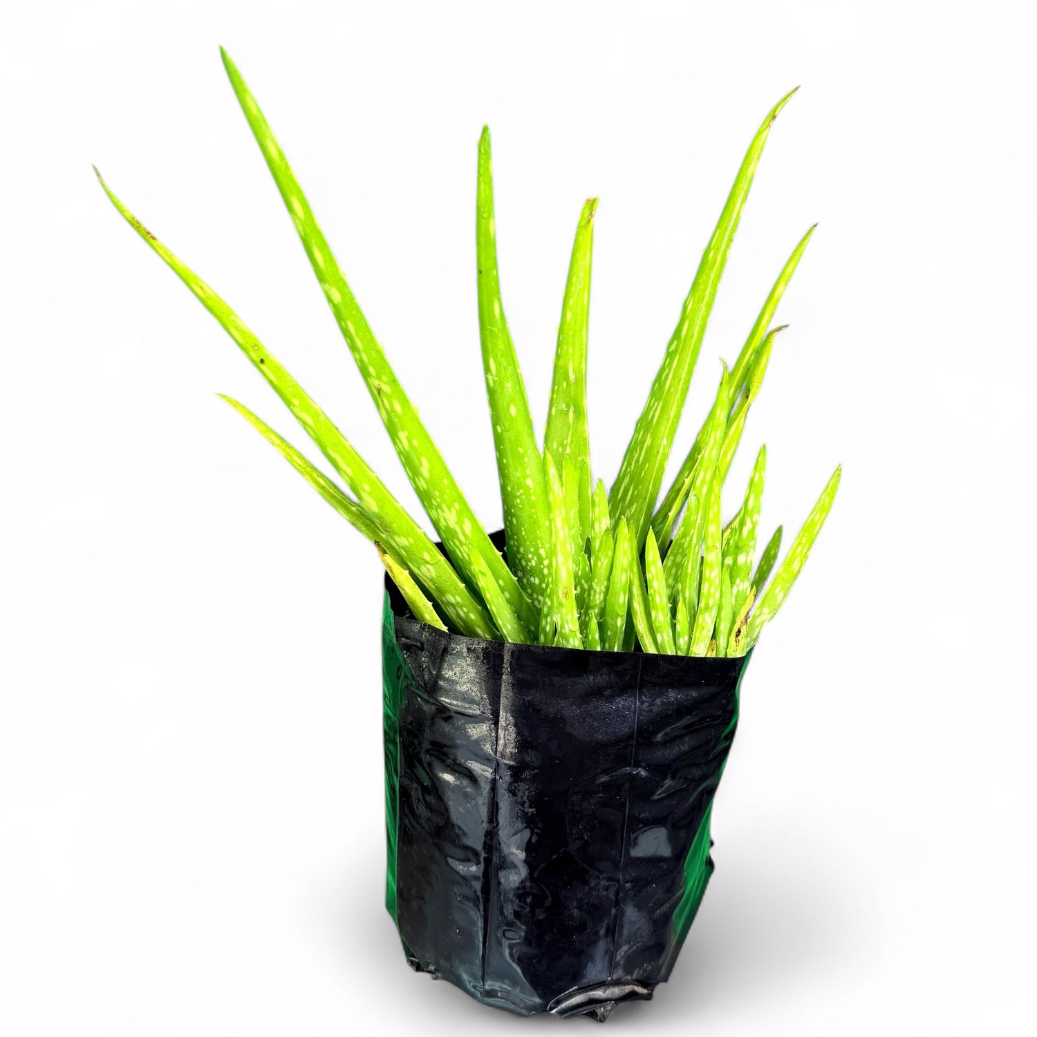 Aloe Vera "Medicinal Aloe" 2.5Liter