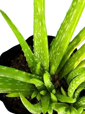 Aloe Vera "Medicinal Aloe" 2.5Liter