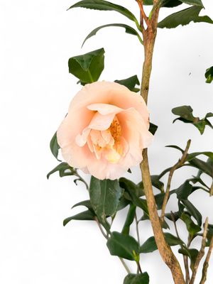 Camellia Japonica "Peach Pink" 10Liter