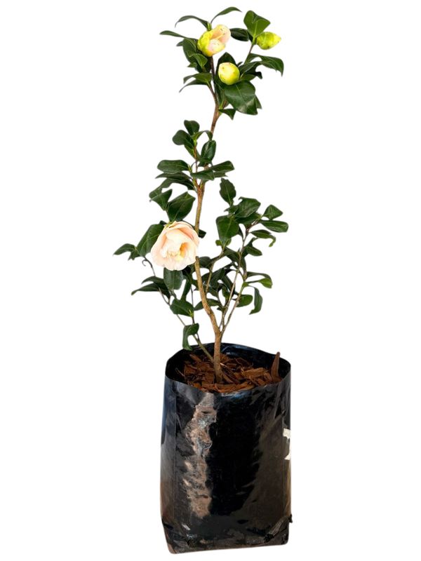 Camellia Japonica "Peach Pink" 10Liter Camellia Japonica "Peach Pink" 10Liter