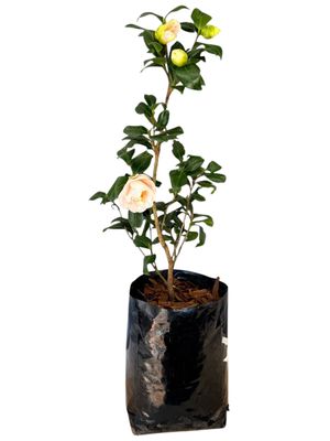 Camellia Japonica "Peach Pink" 10Liter Camellia Japonica "Peach Pink" 10Liter