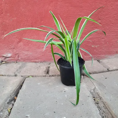 Chloropytum Comosum "Hen &amp; Kuiken" 12cmPot
