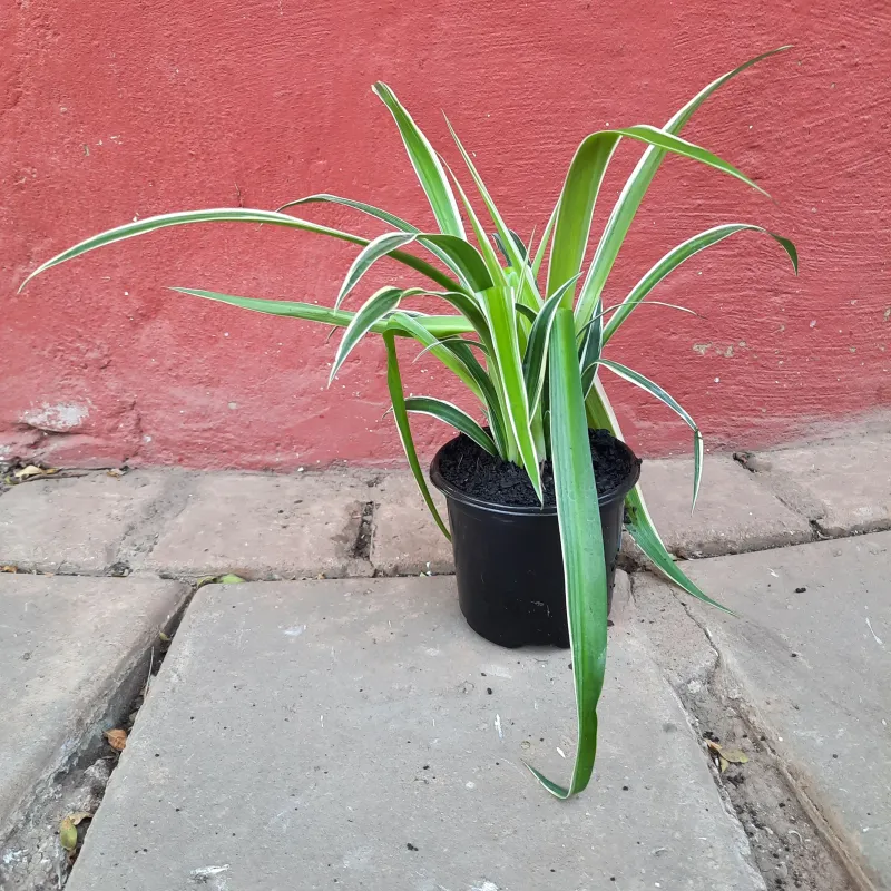 Chloropytum Comosum "Hen &amp; Kuiken" 12cmPot