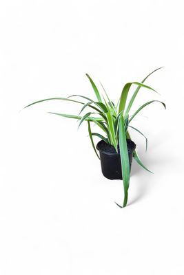 Chloropytum Comosum "Hen &amp; Kuiken" 12cmPot