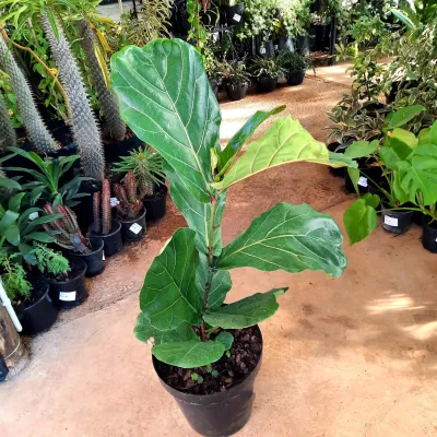 Ficus Lyrata "Fiddle Leaf Fig" 30cmPot