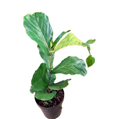 Ficus Lyrata "Fiddle Leaf Fig" 30cmPot
