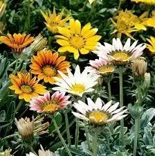 Gazania Mixed Colours Seedlings 6 Pack
