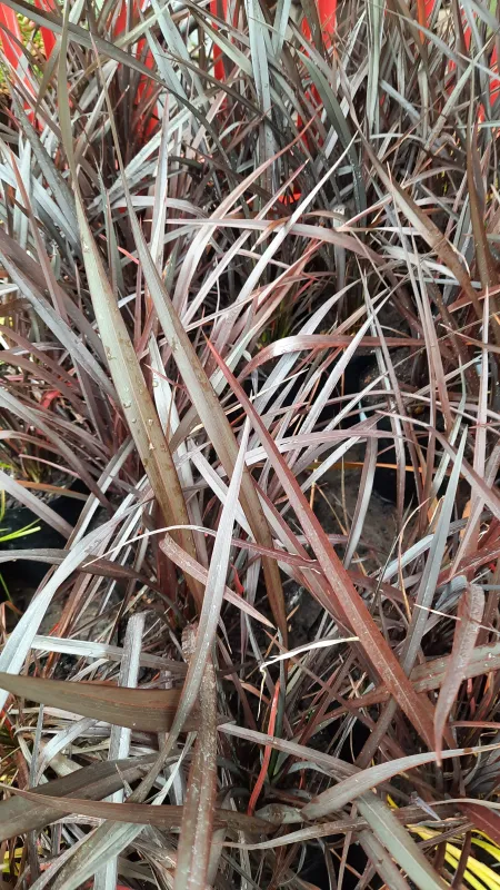 Phormium Tenax "Rubra Nana" 5Liter