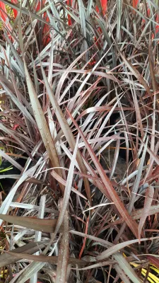 Phormium Tenax "Rubra Nana" 5Liter