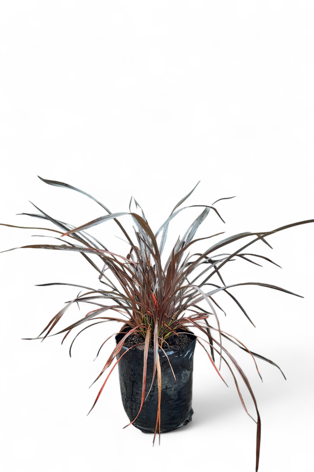 Phormium Tenax "Rubra Nana" 5Liter