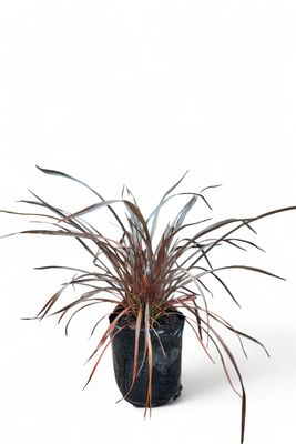 Phormium Tenax "Rubra Nana" 5Liter