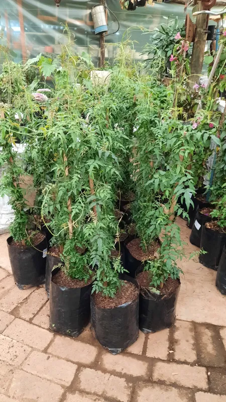 Jasminum Polyanthum "Chinese Jasmine" 10Liter