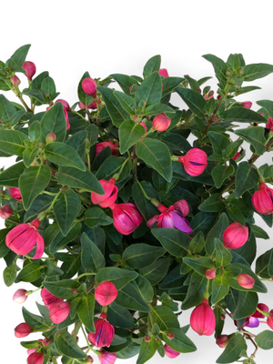 Fuchsia Bella "Ladies Eardrops" Mixed Colors 15cmPot