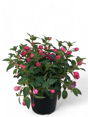 Fuchsia Bella "Ladies Eardrops" Mixed Colors 15cmPot
