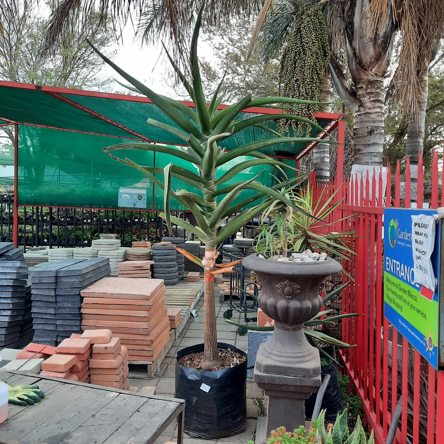 Aloidendron Barberae "Tree Aloe" 80Liters