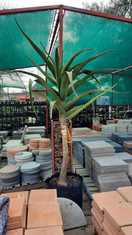 Aloidendron Barberae "Tree Aloe" 80Liters