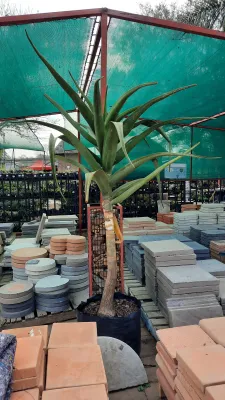 Aloidendron Barberae "Tree Aloe" 80Liters