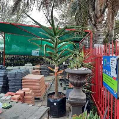 Aloidendron Barberae "Tree Aloe" 80Liters