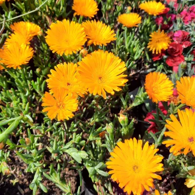 Lampranthus Aureus Vygie "Yellow Ice Plant" 3Liter