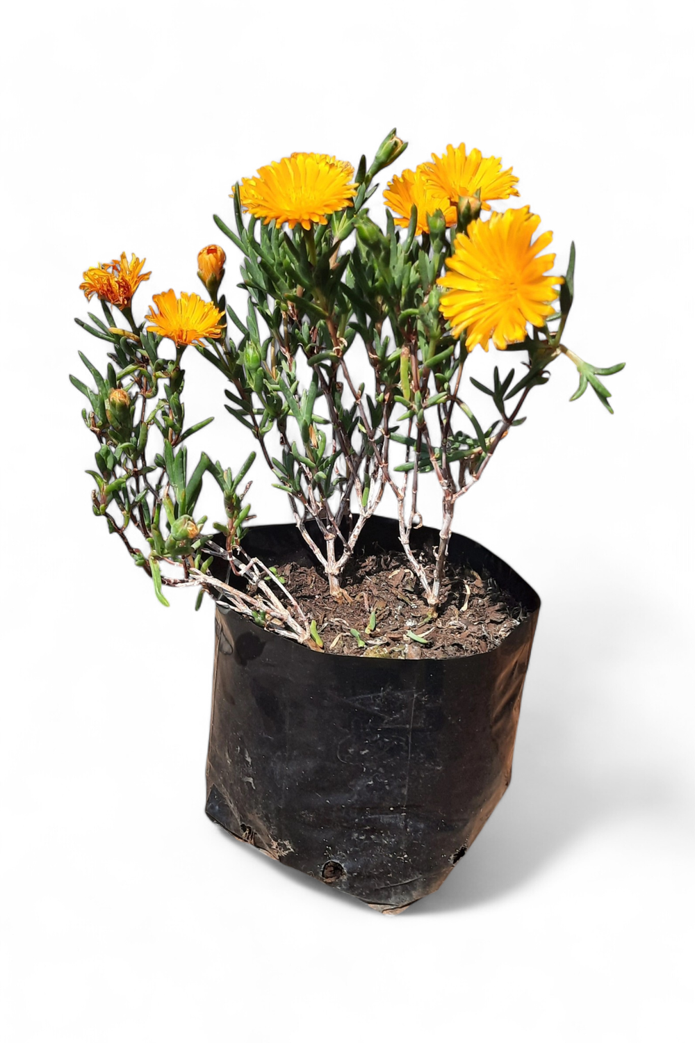Lampranthus Aureus Vygie "Yellow Ice Plant" 3Liter