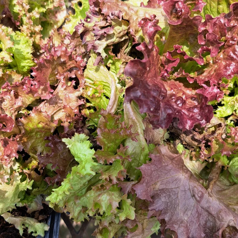 Lettuce Green Frilly Vera 6 Pack Veg Seedlings