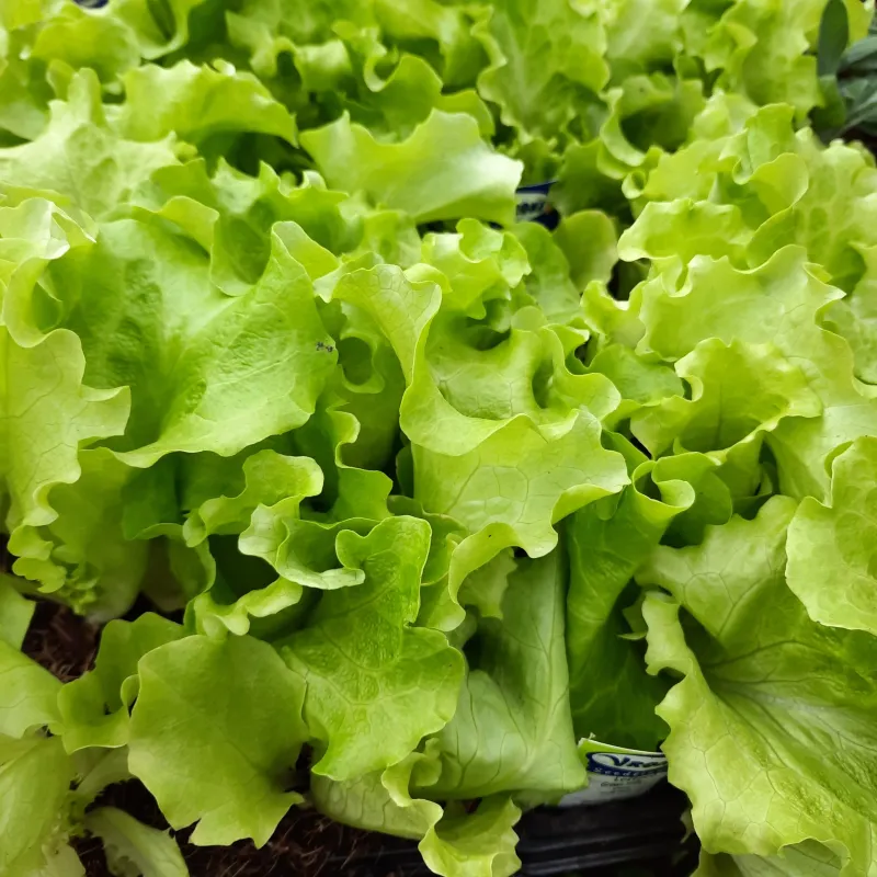 Lettuce Green Butter 6 Pack Veg Seedlings