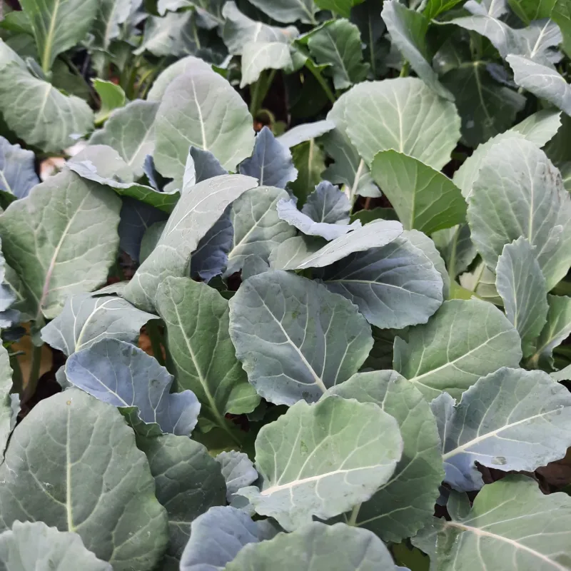 Broccoli "Brassica Oleracea" 6 Pack Seedlings