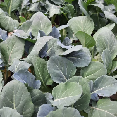 Broccoli "Brassica Oleracea" 6 Pack Seedlings
