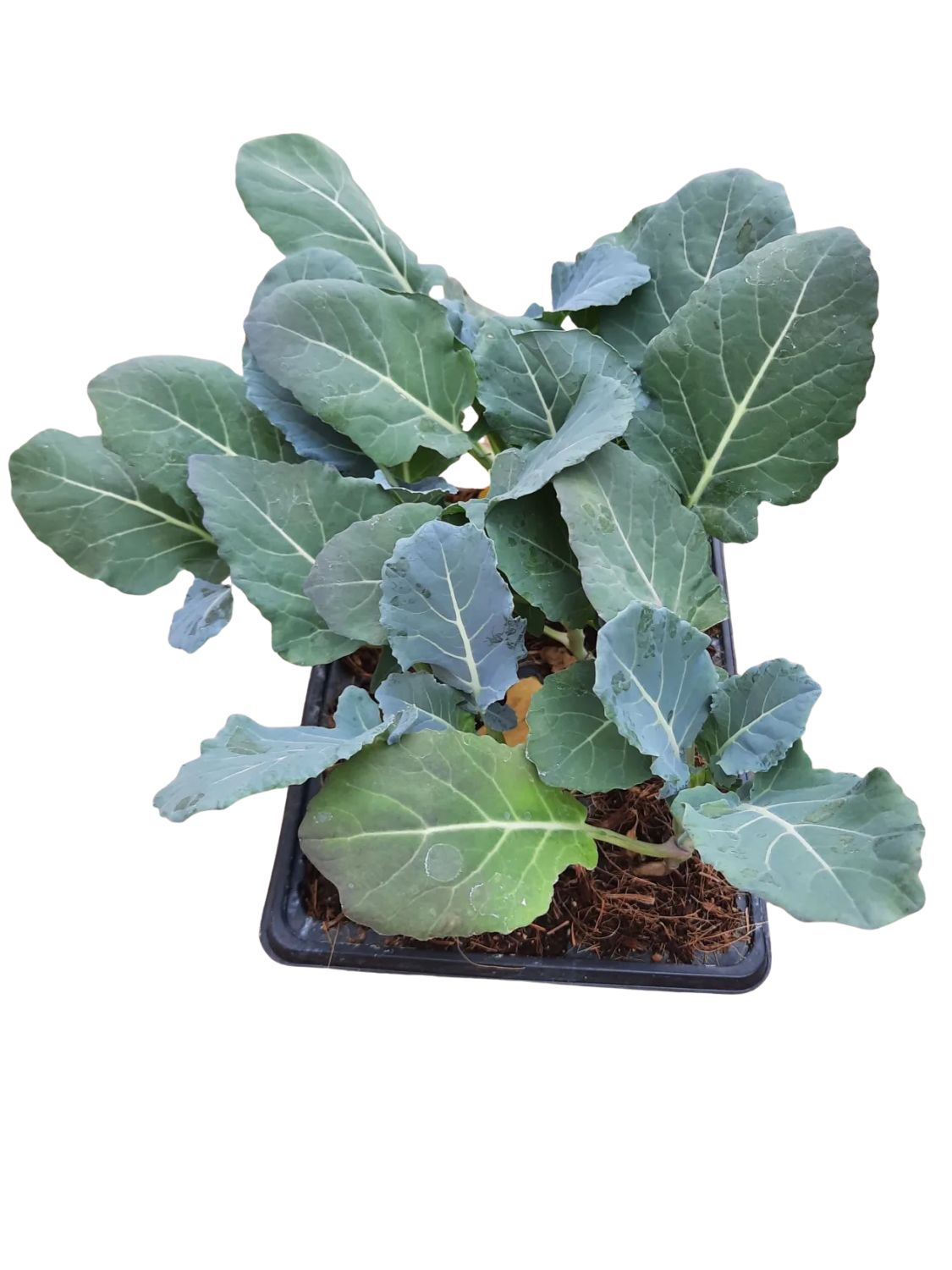 Broccoli 6 Pack Veg Seedlings