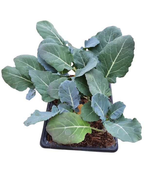 Broccoli 6 Pack Veg Seedlings