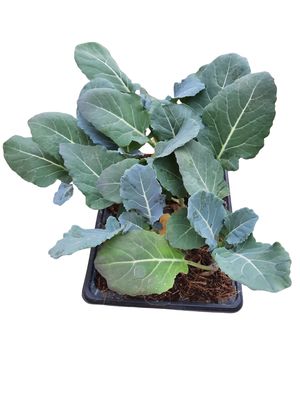 Broccoli 6 Pack Veg Seedlings