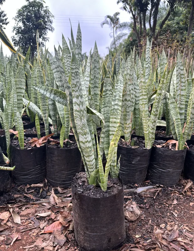 Sansevieria Trifasciata "Grey and Green Snake Plant" 10Liter