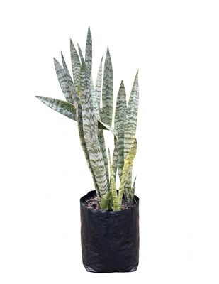 Sansevieria Trifasciata "Grey and Green Snake Plant" 10Liter