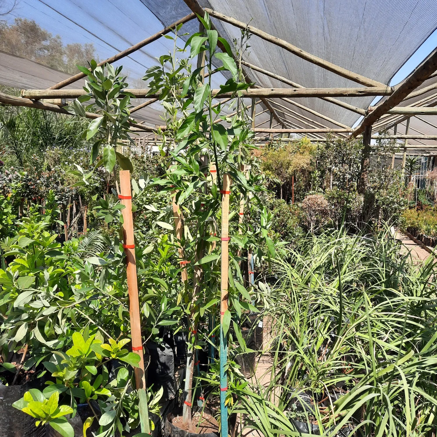 Kiggelaria Africana "Wild Peach" 20Liter