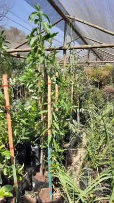Kiggelaria Africana "Wild Peach" 20Liter