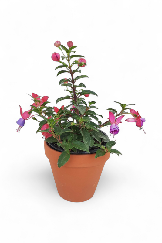 Terracotta Pot Standard 13cm