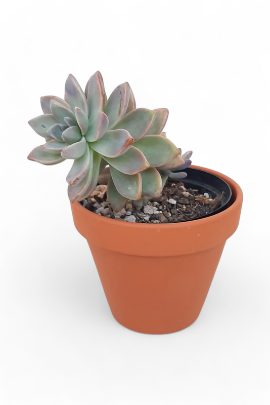 Terracotta Pot Standard 11cm