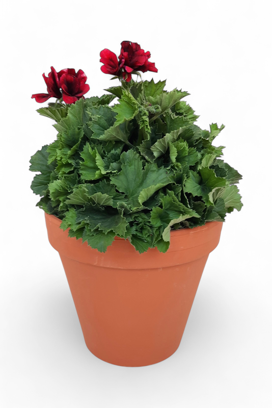 Terracotta Pot Standard 23cm