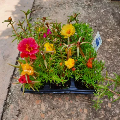 Portulaca (Vygie) Mixed Colours Seedlings 6 Pack