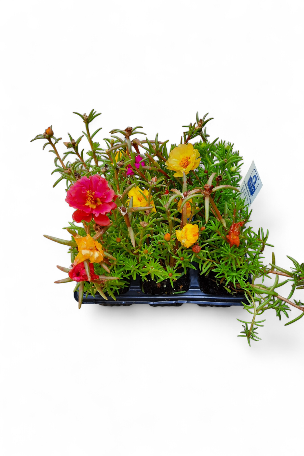 Portulaca (Vygie) Mixed Colours Seedlings 6 Pack