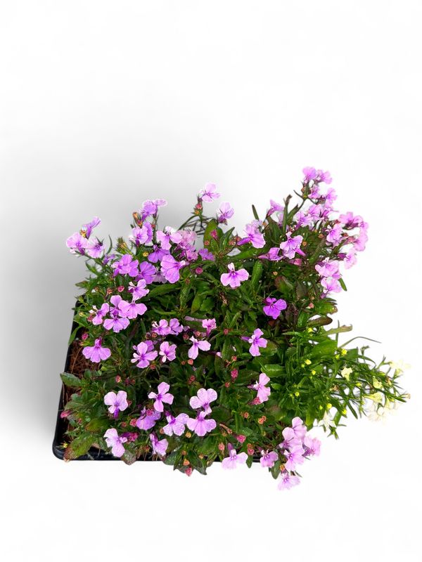Lobelia "Mixed Colours" Seedlings 6 Pack