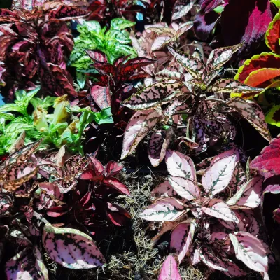 Hypoestes Phyllostachya Mixed Colours Seedlings 6 Pack
