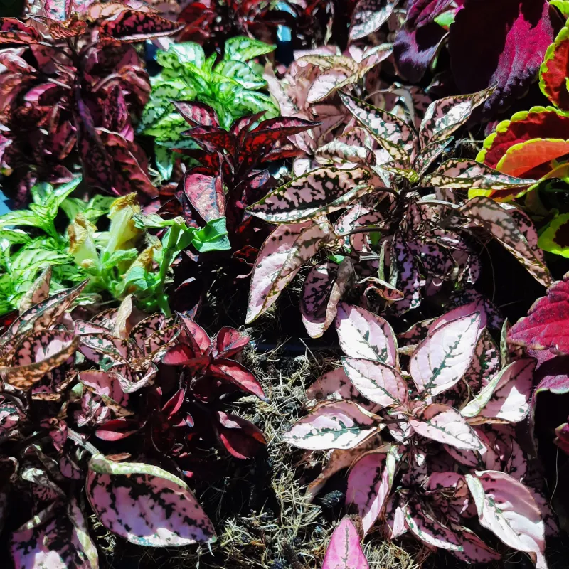 Hypoestes Phyllostachya Mixed Colours Seedlings 6 Pack