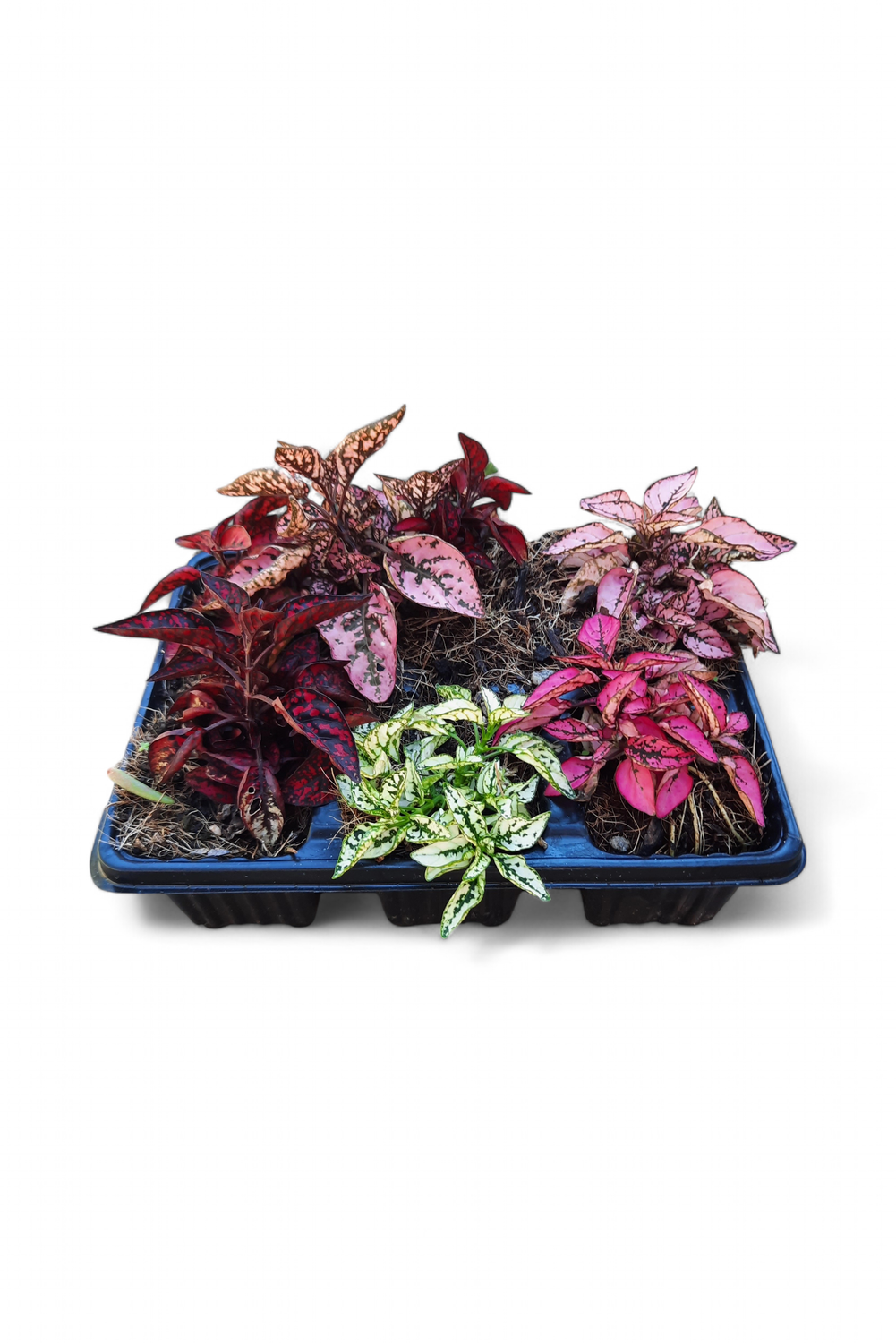 Hypoestes Phyllostachya Mixed Colours Seedlings 6 Pack