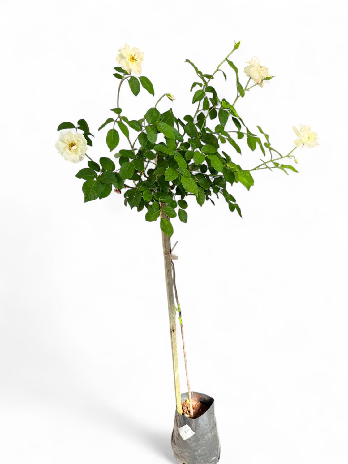 Rose White "Iceberg" Standard 5Liter