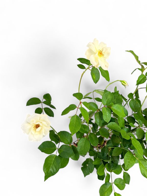 Rose White "Iceberg" Standard 5Liter