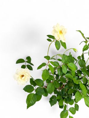 Rose White "Iceberg" Standard 5Liter