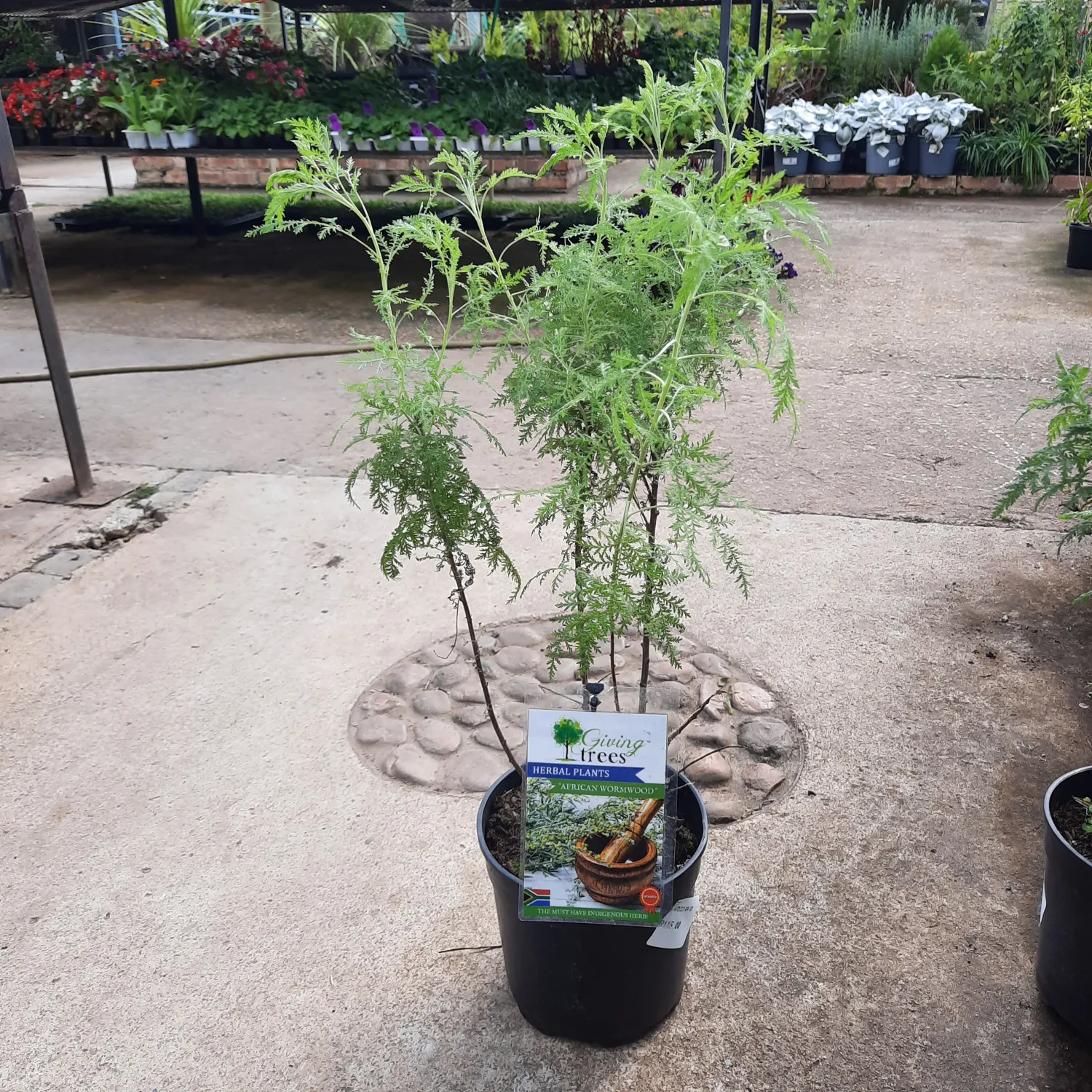Artemisia Afra "African Wormwood" 19cmPot