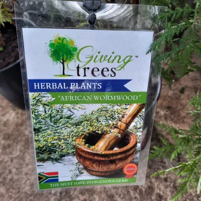 Artemisia Afra "African Wormwood" 19cmPot