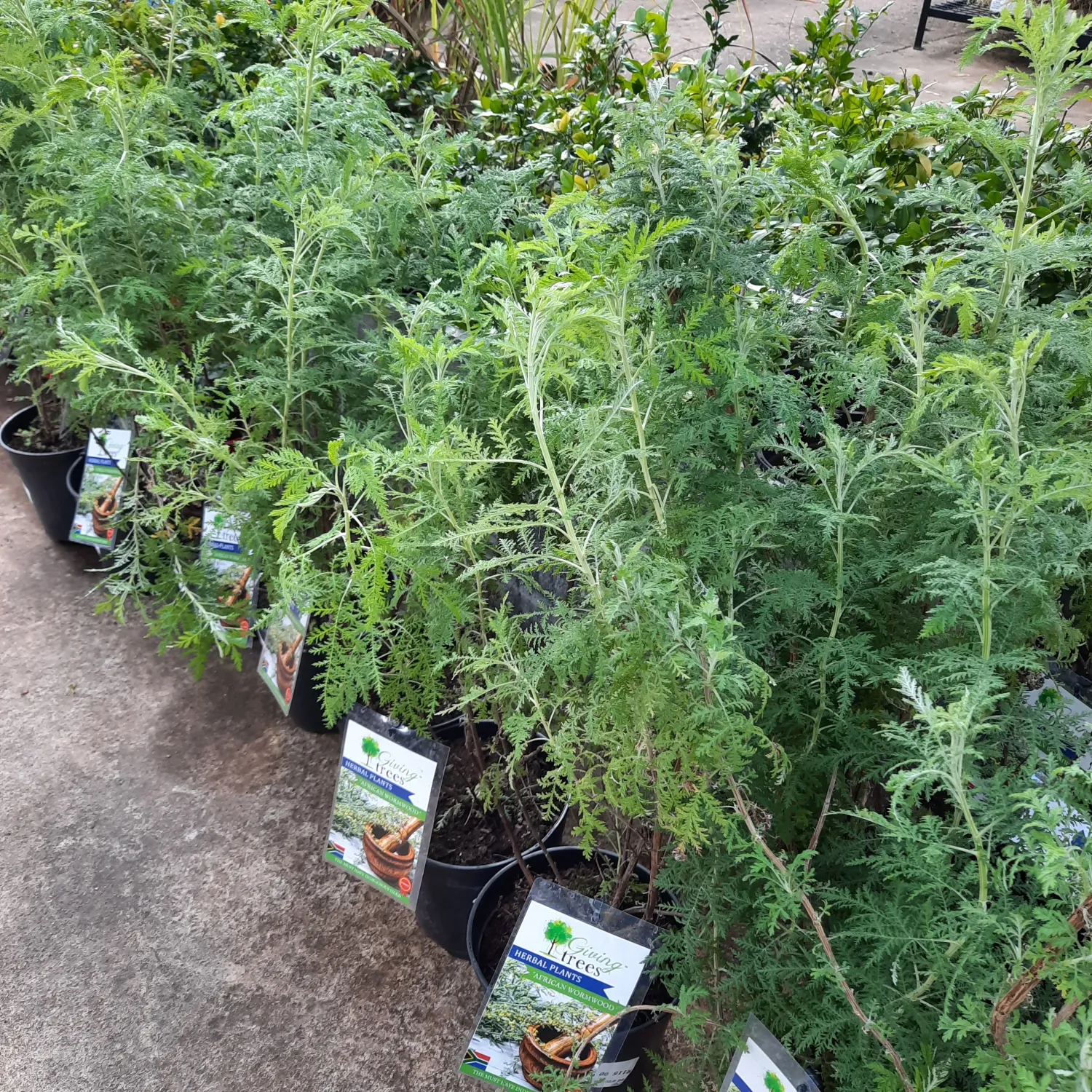 Artemisia Afra "African Wormwood" 19cmPot